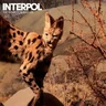 Interpol